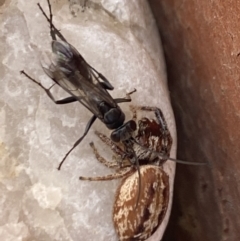 Pompilidae (family) at Aranda, ACT - 8 Jan 2023 01:50 PM