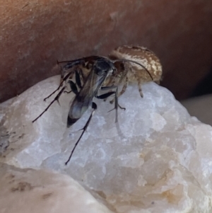 Opisthoncus nigrofemoratus at Aranda, ACT - 8 Jan 2023