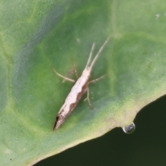 Unidentified True bug (Hemiptera, Heteroptera) at Pambula, NSW - 2 Jan 2023 by KylieWaldon