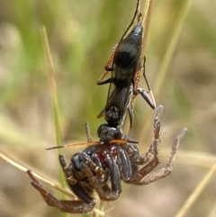 Pompilidae (family) (Unidentified Spider wasp) at Aranda, ACT - 7 Jan 2023 by Jubeyjubes