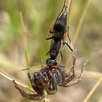 Pompilidae (family) (Unidentified Spider wasp) at Aranda, ACT - 7 Jan 2023 by Jubeyjubes