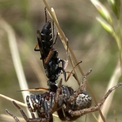 Pompilidae (family) at Aranda, ACT - 7 Jan 2023