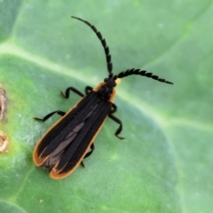 Lycidae (family) (Net-winged beetle) at Pambula, NSW - 3 Jan 2023 by KylieWaldon