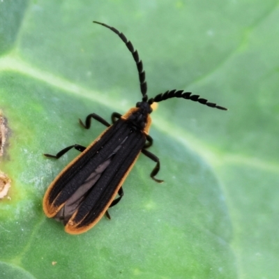 Lycidae sp. (family) (Net-winged beetle) at Pambula, NSW - 2 Jan 2023 by KylieWaldon