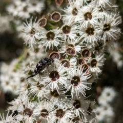 Mordellidae (family) (Unidentified pintail or tumbling flower beetle) at Gateway Island, VIC - 7 Jan 2023 by Darcy