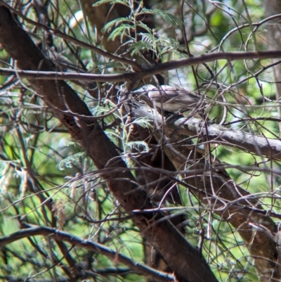 Philemon citreogularis (Little Friarbird) at Gateway Island, VIC - 8 Jan 2023 by Darcy