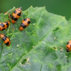 Aulacophora hilaris (Pumpkin Beetle) at Pambula, NSW - 3 Jan 2023 by KylieWaldon