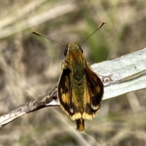 Ocybadistes walkeri at Aranda, ACT - 7 Jan 2023 01:41 PM