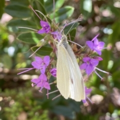 Pieris rapae at Aranda, ACT - 7 Jan 2023 12:58 PM