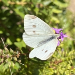 Pieris rapae at Aranda, ACT - 7 Jan 2023