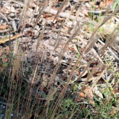 Rytidosperma (genus) (Wallaby Grass) at Pambula Beach, NSW - 28 Dec 2022 by KylieWaldon