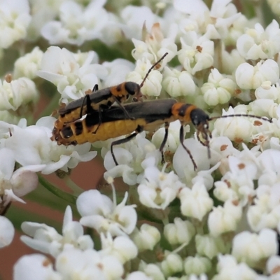 Chauliognathus sydneyanus (Sydney soldier beetle) at Pambula, NSW - 2 Jan 2023 by KylieWaldon
