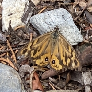 Heteronympha merope at Aranda, ACT - 7 Jan 2023