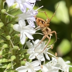 Oxyopes sp. (genus) (Lynx spider) at Aranda, ACT - 7 Jan 2023 by Jubeyjubes