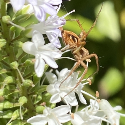 Oxyopes (genus) (Lynx spider) at Aranda, ACT - 7 Jan 2023 by Jubeyjubes