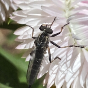 Cerdistus sp. (genus) at Aranda, ACT - 7 Jan 2023