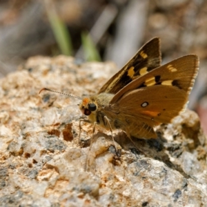 Trapezites eliena at Paddys River, ACT - 7 Jan 2023