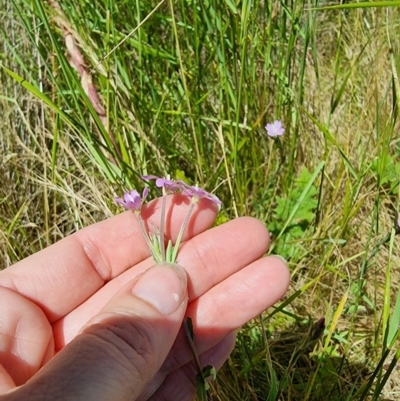 Epilobium billardiereanum (Willowherb) at Rocky Plain, NSW - 8 Jan 2023 by Csteele4