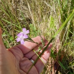 Epilobium billardiereanum at Rocky Plain, NSW - 8 Jan 2023