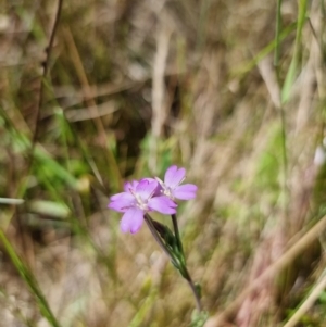 Epilobium billardiereanum at Rocky Plain, NSW - 8 Jan 2023