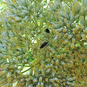 Mordellidae (family) at Watson, ACT - 8 Jan 2023