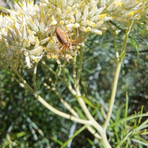 Oxyopes sp. (genus) at Watson, ACT - 8 Jan 2023