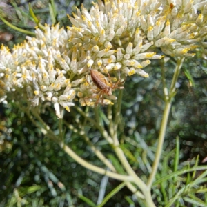 Oxyopes sp. (genus) at Watson, ACT - 8 Jan 2023 03:06 PM