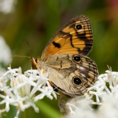 Heteronympha cordace (Bright-eyed Brown) at Paddys River, ACT - 7 Jan 2023 by DPRees125