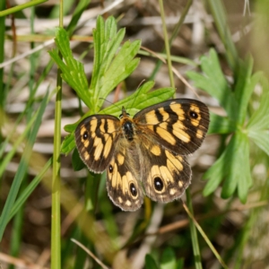 Heteronympha cordace at Paddys River, ACT - 7 Jan 2023 01:31 PM