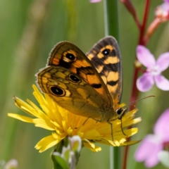 Heteronympha cordace at Paddys River, ACT - 7 Jan 2023 01:31 PM