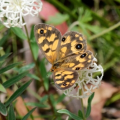 Heteronympha cordace at Paddys River, ACT - 7 Jan 2023 01:31 PM