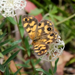 Heteronympha cordace at Paddys River, ACT - 7 Jan 2023 01:31 PM