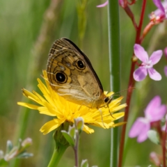 Heteronympha cordace at Paddys River, ACT - 7 Jan 2023 01:31 PM