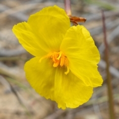 Xyris operculata (Tall Yellow-eye) at Vincentia, NSW - 7 Jan 2023 by RobG1