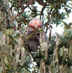 Callocephalon fimbriatum (Gang-gang Cockatoo) at Cook, ACT - 1 Dec 2022 by CathB