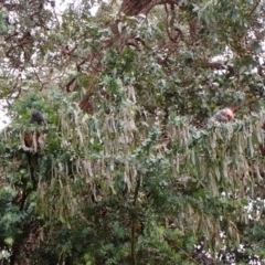 Callocephalon fimbriatum at Cook, ACT - suppressed