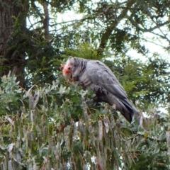 Callocephalon fimbriatum at Cook, ACT - suppressed