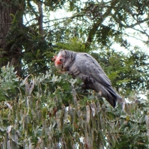 Callocephalon fimbriatum at Cook, ACT - suppressed