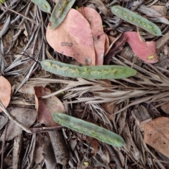 Callocephalon fimbriatum at Cook, ACT - suppressed