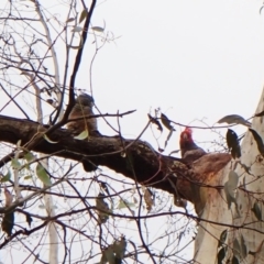 Callocephalon fimbriatum (Gang-gang Cockatoo) at Aranda Bushland - 14 Dec 2022 by CathB