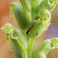 Chalcidoidea (superfamily) (A gall wasp or Chalcid wasp) at Cook, ACT - 8 Dec 2022 by CathB