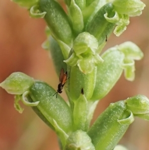 Chalcidoidea (superfamily) at Cook, ACT - 8 Dec 2022