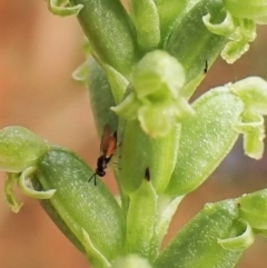 Chalcidoidea (superfamily) at Cook, ACT - 8 Dec 2022