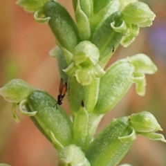 Chalcidoidea (superfamily) at Cook, ACT - 8 Dec 2022