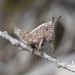 Acrididae sp. (family) (Unidentified Grasshopper) at Vincentia, NSW - 7 Jan 2023 by RobG1