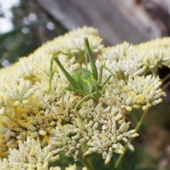 Caedicia simplex (Common Garden Katydid) at Aranda, ACT - 3 Jan 2023 by CathB