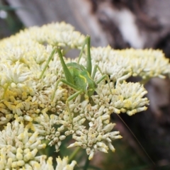 Caedicia simplex at Aranda, ACT - 4 Jan 2023