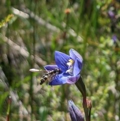 Thelymitra alpicola (Striped Alpine Sun Orchid) at Paddys River, ACT - 8 Jan 2023 by MattM