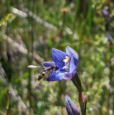 Thelymitra alpicola (Striped Alpine Sun Orchid) at Paddys River, ACT - 8 Jan 2023 by MattM