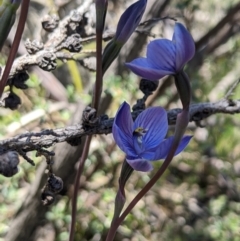 Thelymitra alpicola (Striped Alpine Sun Orchid) at suppressed - 8 Jan 2023 by MattM